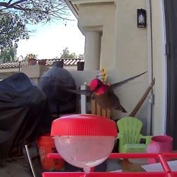 WayCai Bird Feeders Pro Smart Hummingbird Bird Feeder with Camera