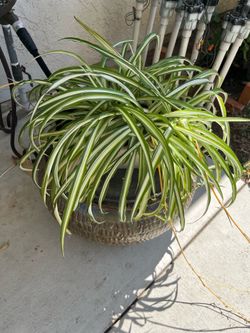 Spider Plant