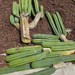 San Pedro Cactus