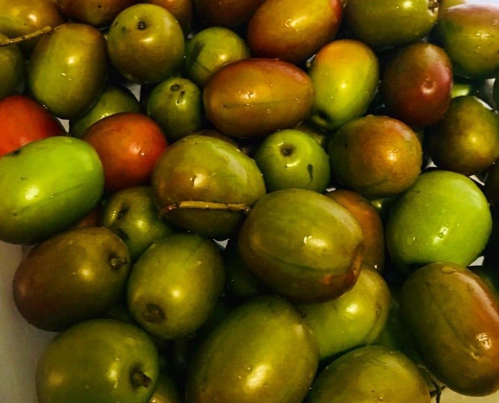 Jocotes verdes listos para comer