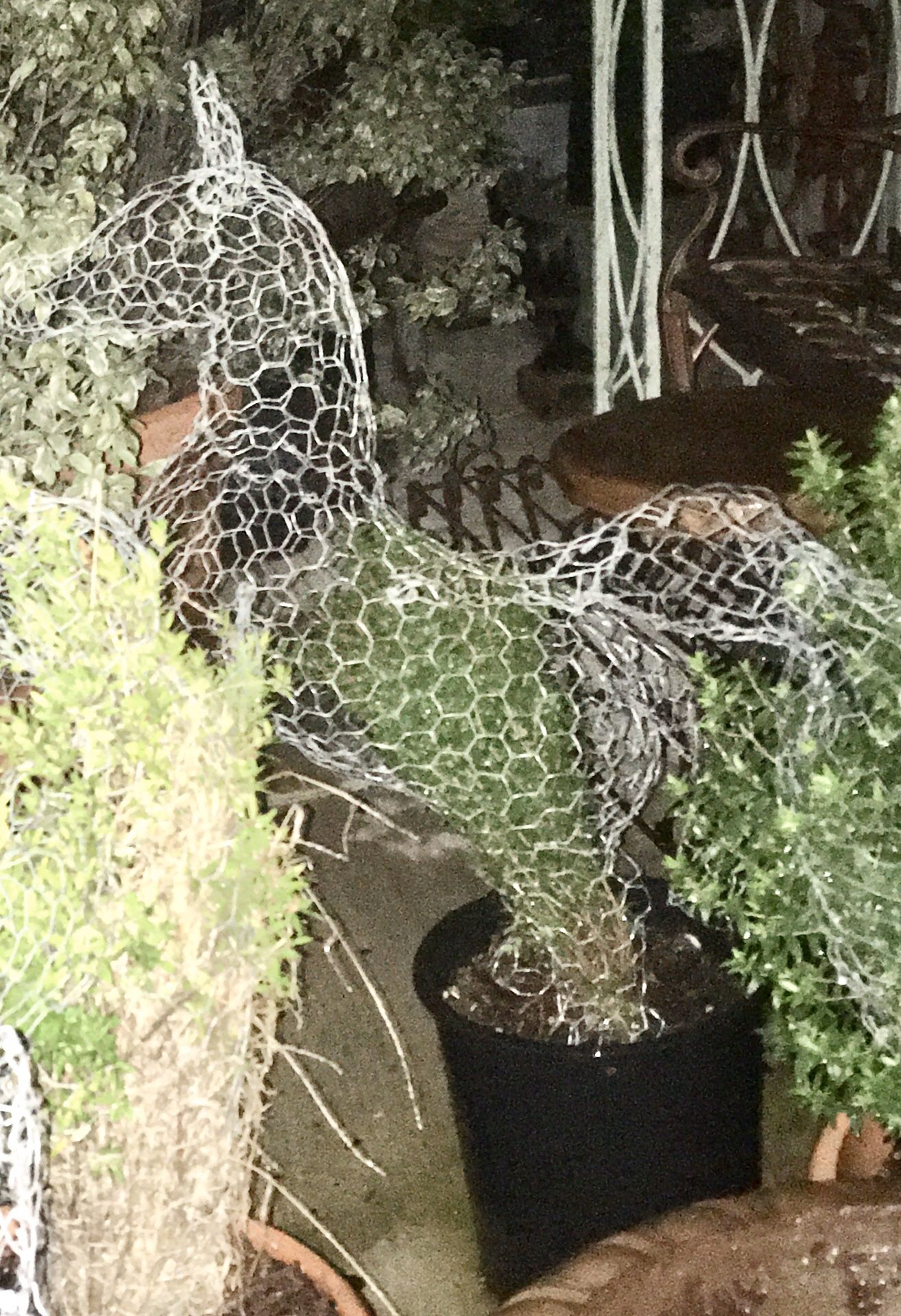 Great Gifts for Men or Women! REAL Plants in Animal Shapes! Horse, Steer, Cactus, Dolphins, Elephant, Swans, Rabbit,