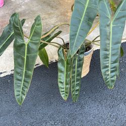 Large 8 Inch “billie” (live Plant)