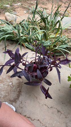 Purple plant