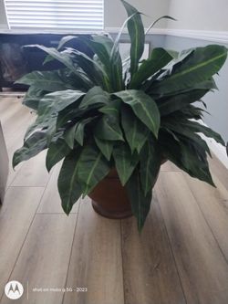 Decorative plant
