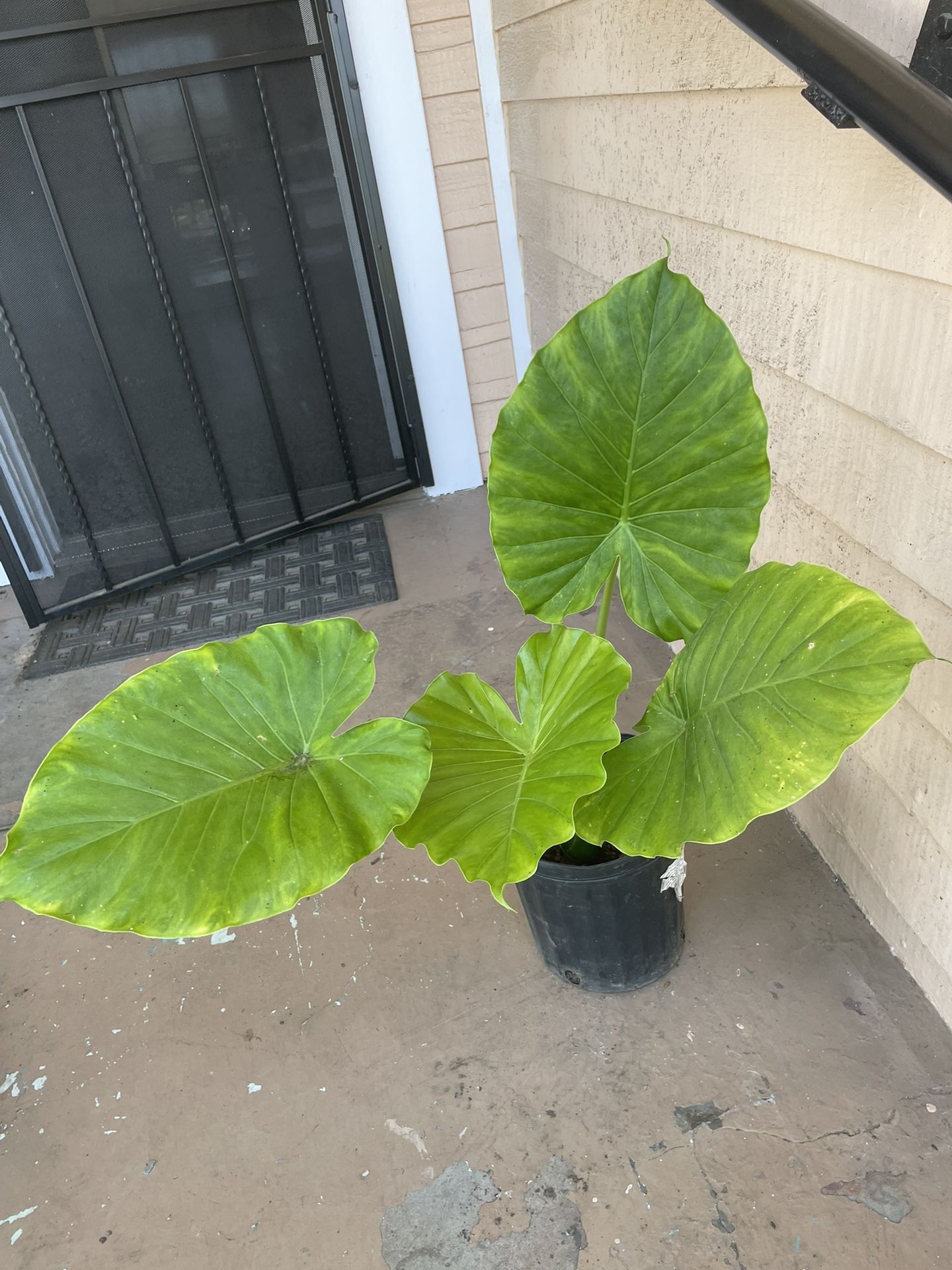 Big Elephant Ear Plant