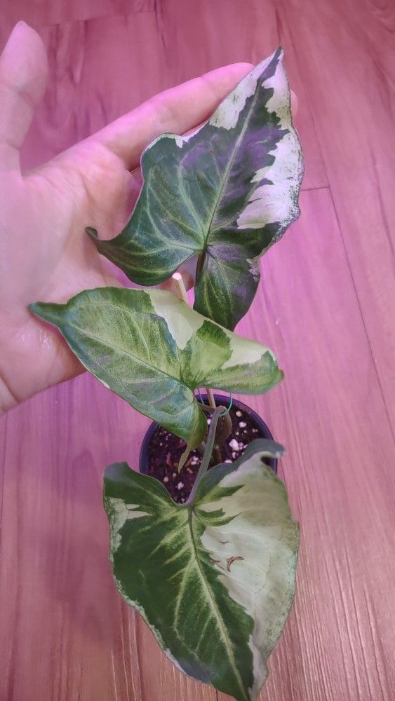 LARGE 4 leave Variegated Three Kings Syngonium/ Jade. 3"Pot