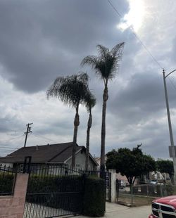 Tree Work