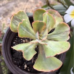 Korean Succulent