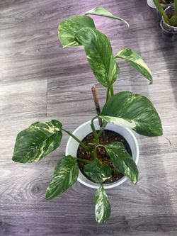 Monstera Lechleriana