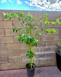 5 feet maraviya Plant