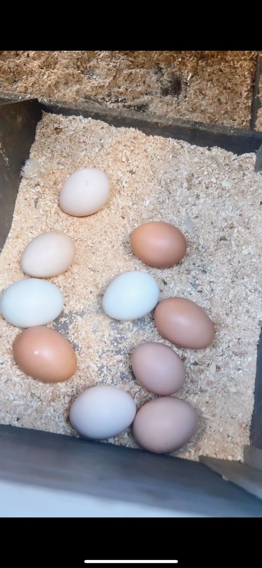 Fresh Eggs