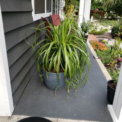 Ponytail PALM