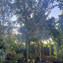 Silverbuttonwood Trees 45gl 12-14ft🌳$300