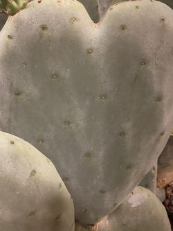Heart Cactus Canvas Wall Art 20x24