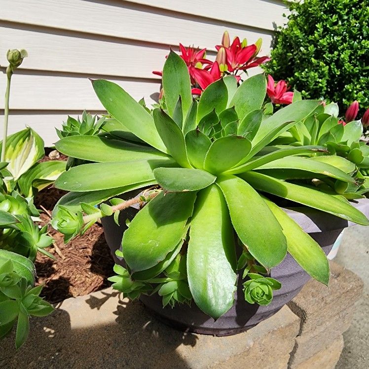 Hens & Chicks Succulents