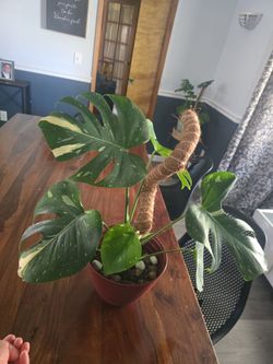 Thai monstera