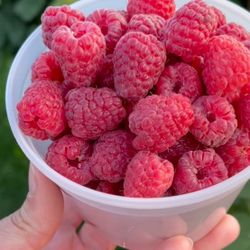 Raspberry Plants $8🌱