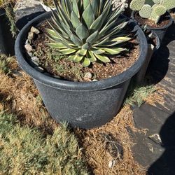 Agaves & Cactus & Succulents 
