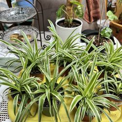Airplane Spider Plants