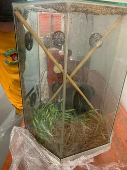 Iguana Tank 