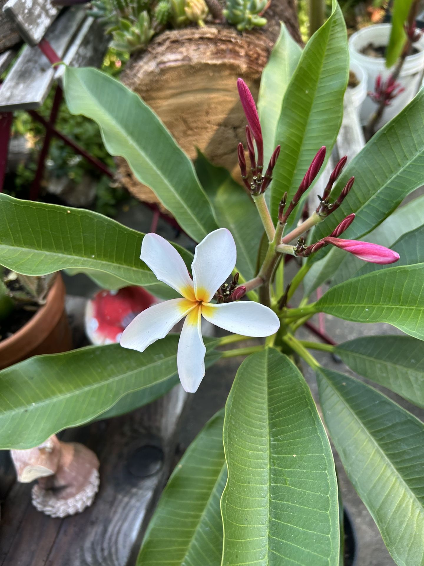 Plants Hawaiana $10 Each