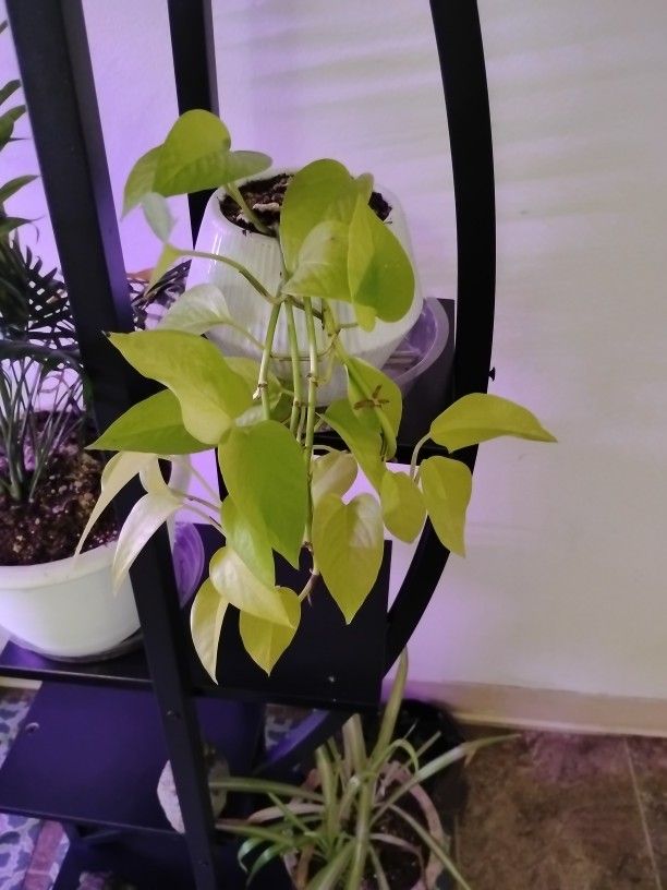 Plant