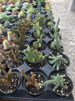 Succulents and cacti.