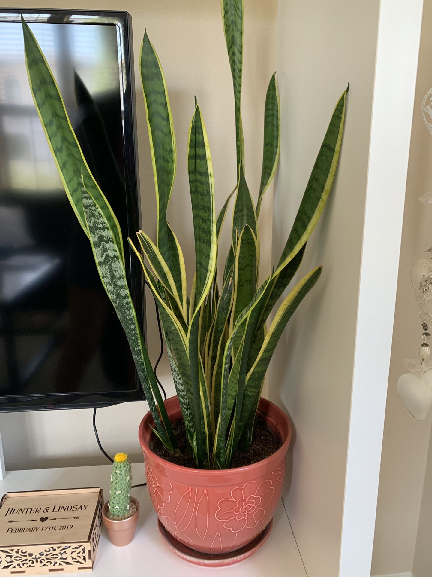 Two snake plants with pots