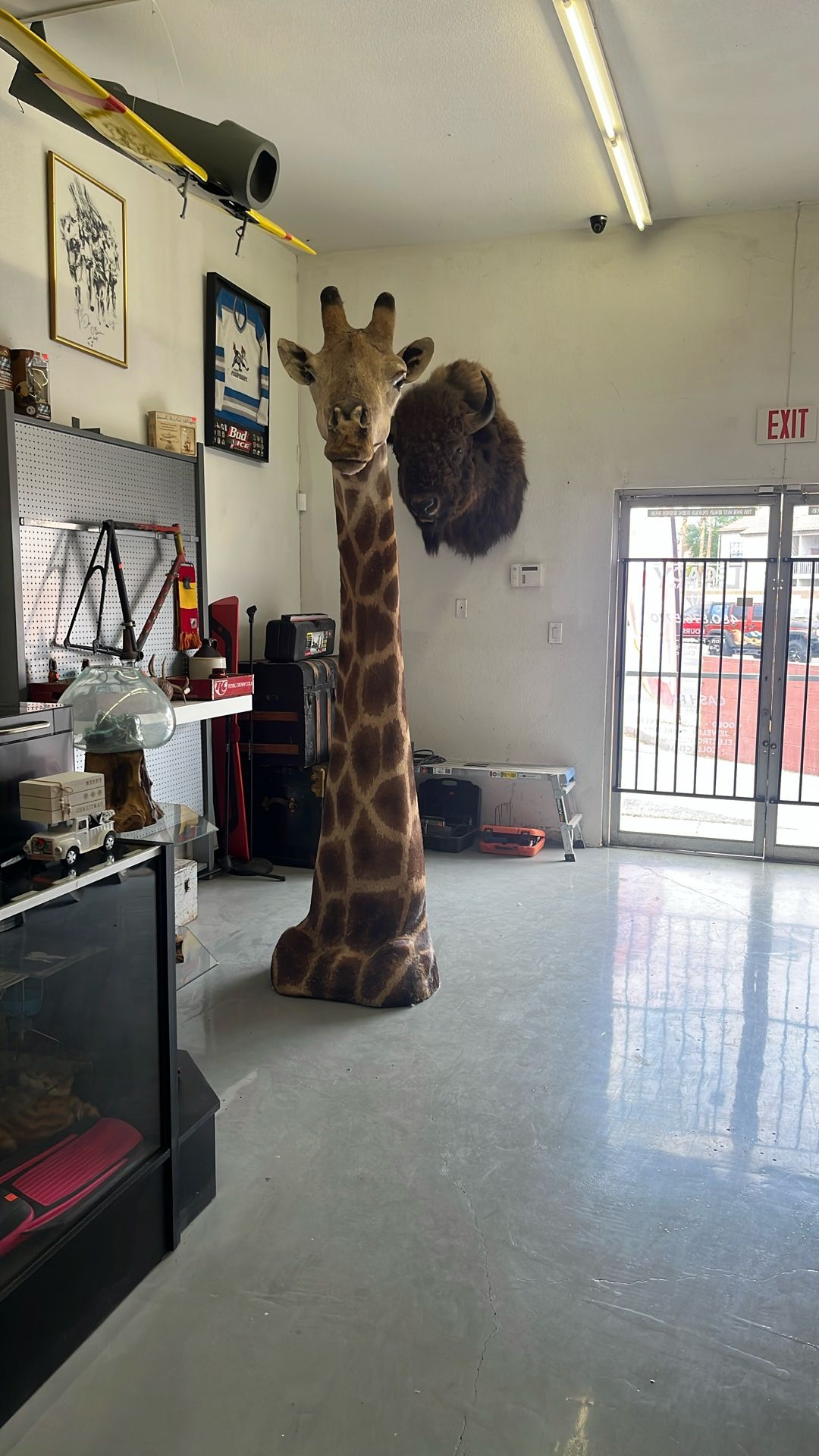 Taxidermy Giraffe