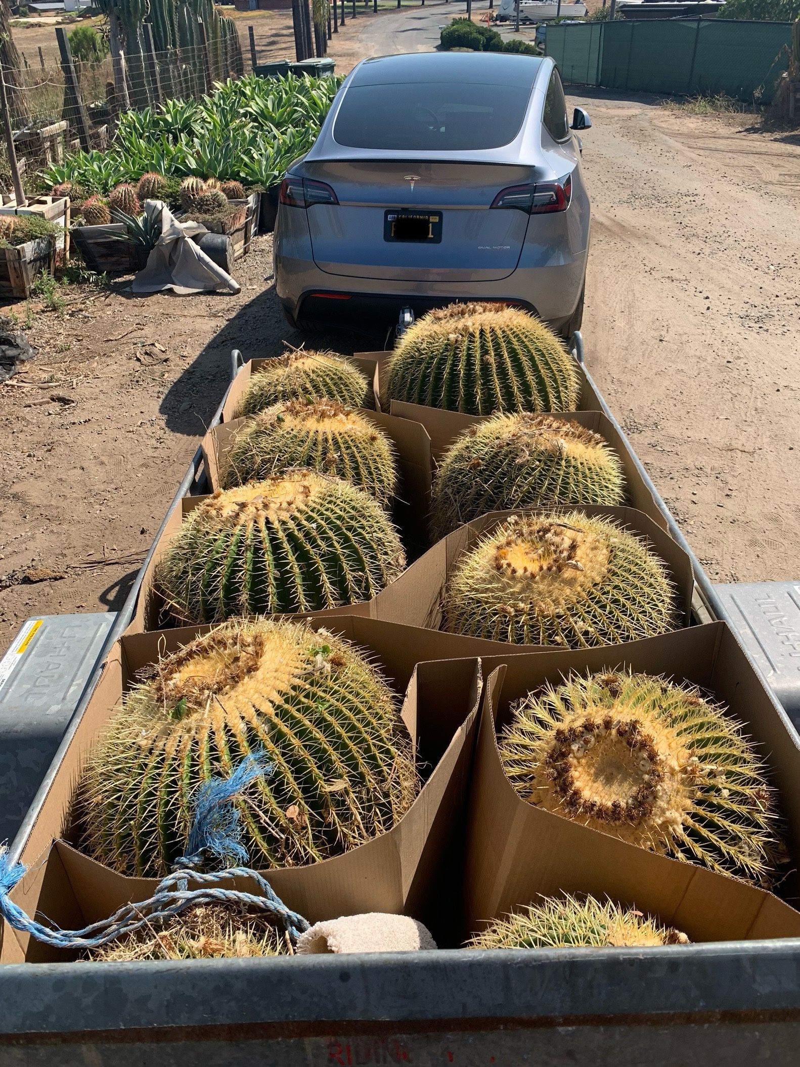 Golden Barrels delivered