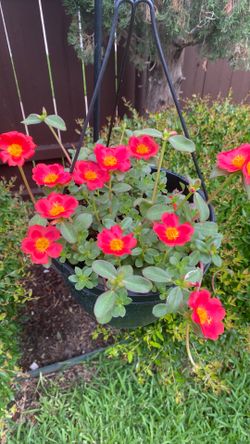 Hanging basket