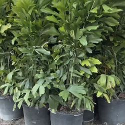 Fixtell, Areca, Rubeline, Adonidias 15 G