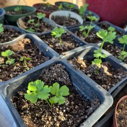 Plantas De Epazote, Ruda,y Perejil