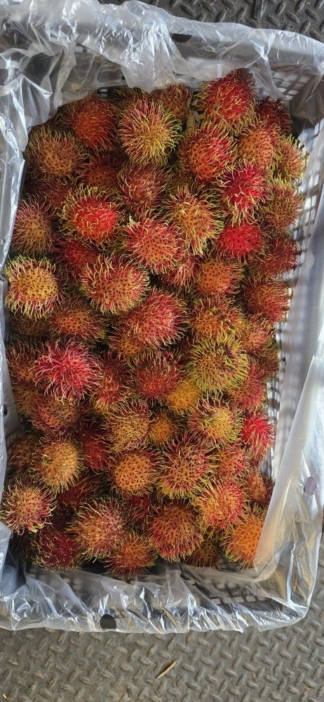 RAMBUTAN DE MEXICO