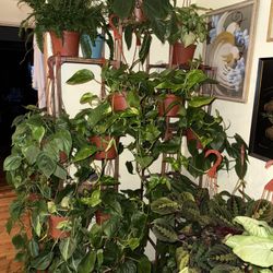 Different Kinds Of Indoor Plants For $15 - $18 each