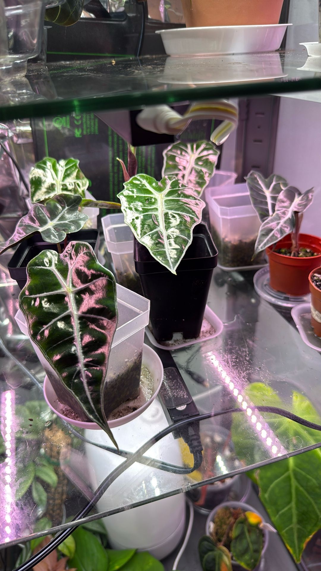 Alocasia Polly House Plant - Combo Deal