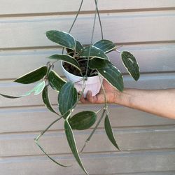 6” hoya macrophylla