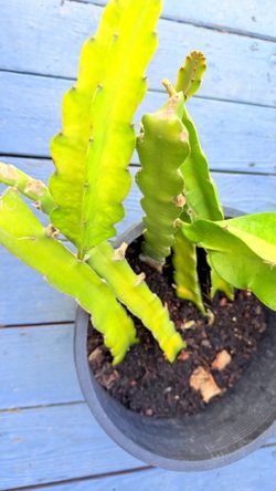 5-Gallon Dragon Fruit Plant – Rooted Cuttings (Red & White Varieties)5 Gallon