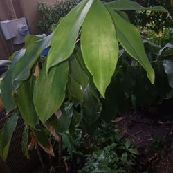 Large Red Costa Landscape Plant Potted Plant