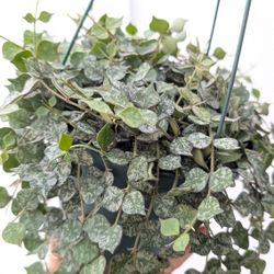 Hoya Curtisii Plant 6" Pot - Indoor House Plants 