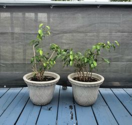 Ficus Indoor Outoor Plant