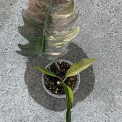 Philodendron Caramel Marble Variegated Sprouted Mid Cut Rooted