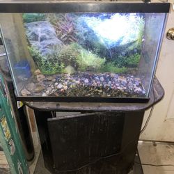 Fish Tank 