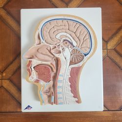 Anatomical Model: Human Head