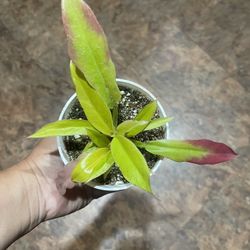 4” Philodendron Ring Of Fire Gold 