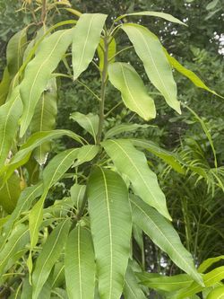 Mango Tree 25 G Container …. Mahachanook