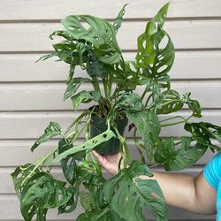 6” monstera wide form