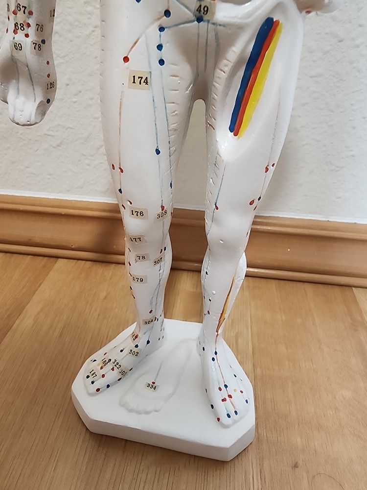 Human Point Model Acupuncture Point Human Body Model for Sale in Milton, WA - OfferUp