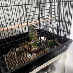 Medium Bird Cage 