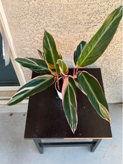 4” Stromanthe Triostar
